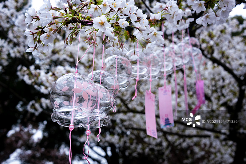 烟雨迷蒙的江南春天，无锡鼋头渚的樱花盛开，粉色玻璃制的风铃随风飘动，上面写着祝福和愿望，浪漫气息图片素材