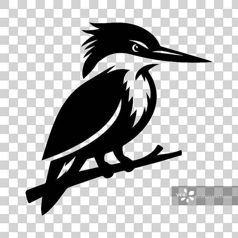 优雅的黑色翠鸟鸟类剪影图片素材