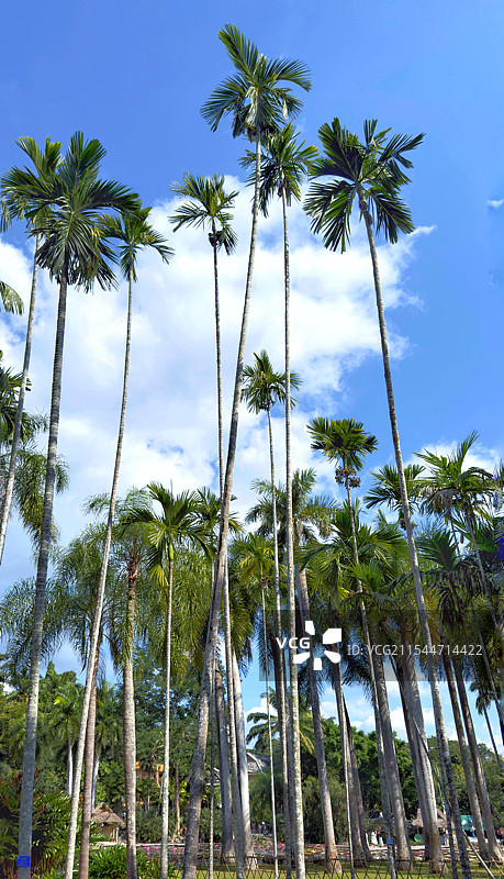 热带植物园里的槟榔树图片素材