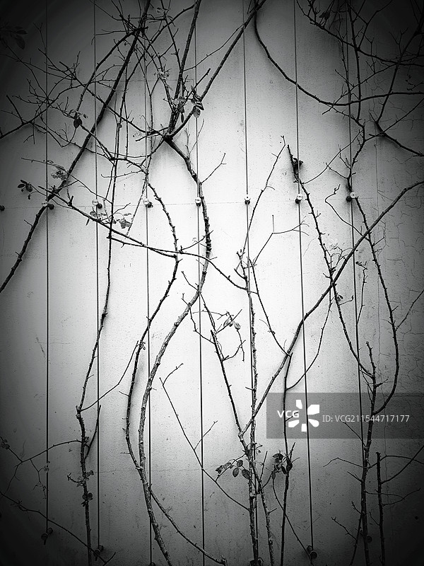 墙上的弦乐图片素材