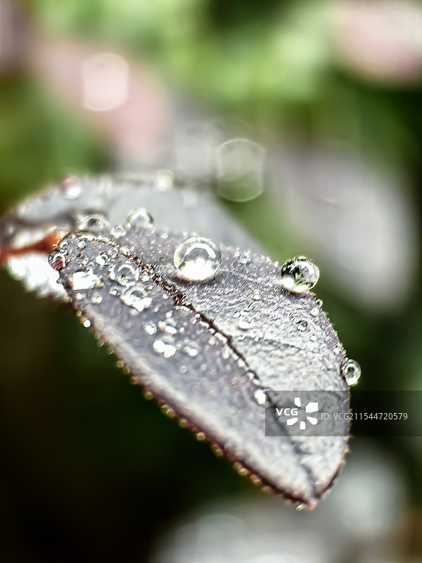 叶子上的雨珠图片素材