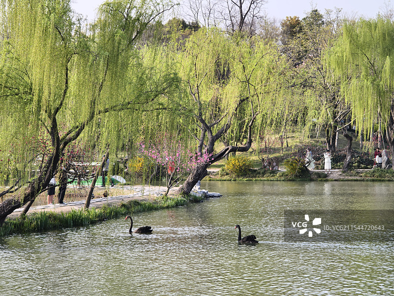 春意湖边柳树和天鹅营造出一种宁静和谐的氛围，仿佛在诉说着大自然的美好。这样的景色让人感到心旷神怡。图片素材