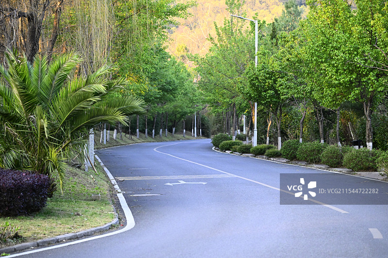 一条绿林马路图片素材