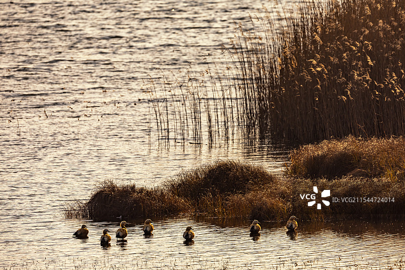 云南曲靖野生动物保护区图片素材