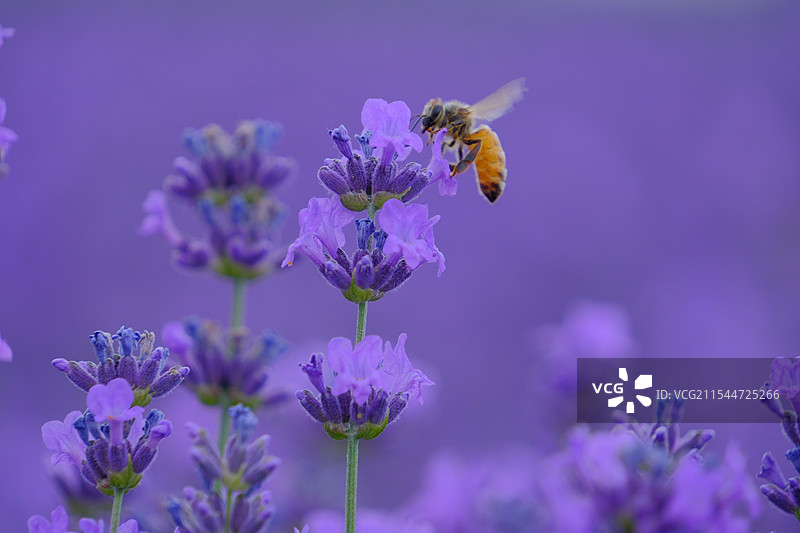 新疆伊犁霍城解忧公主薰衣草花海自然风光图片素材