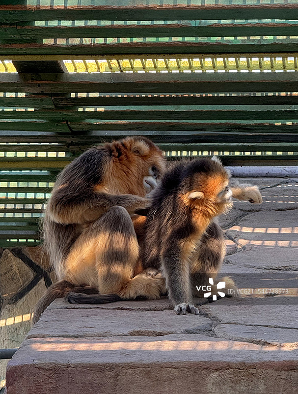 金丝猴图片素材