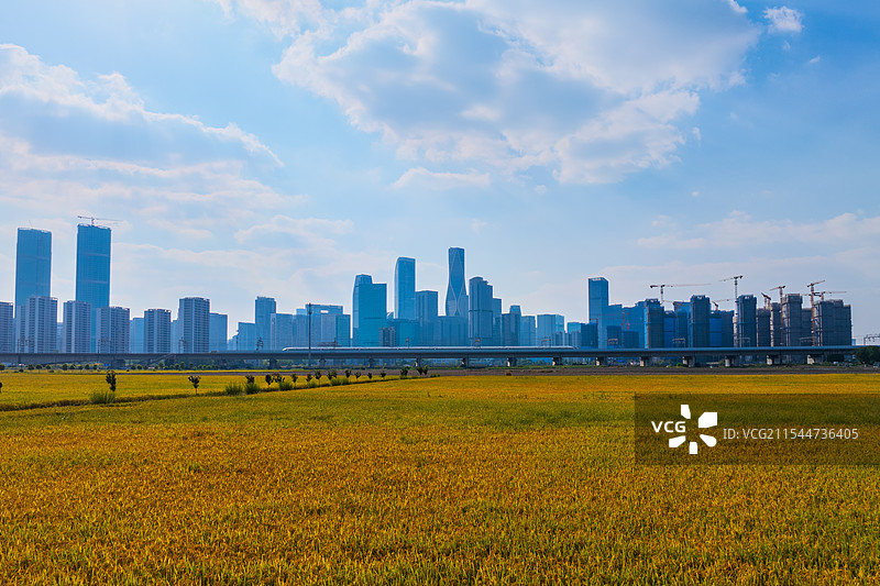高铁驶过城市稻田公园图片素材