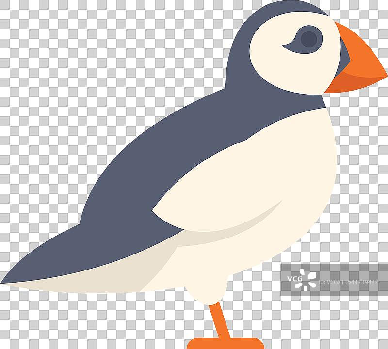 侧面视图的亚特兰蒂克海鹦卡通鸟图片素材