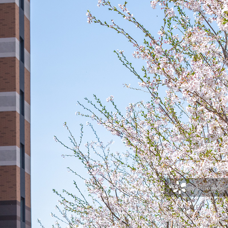 春天园林樱花盛开景观图片素材
