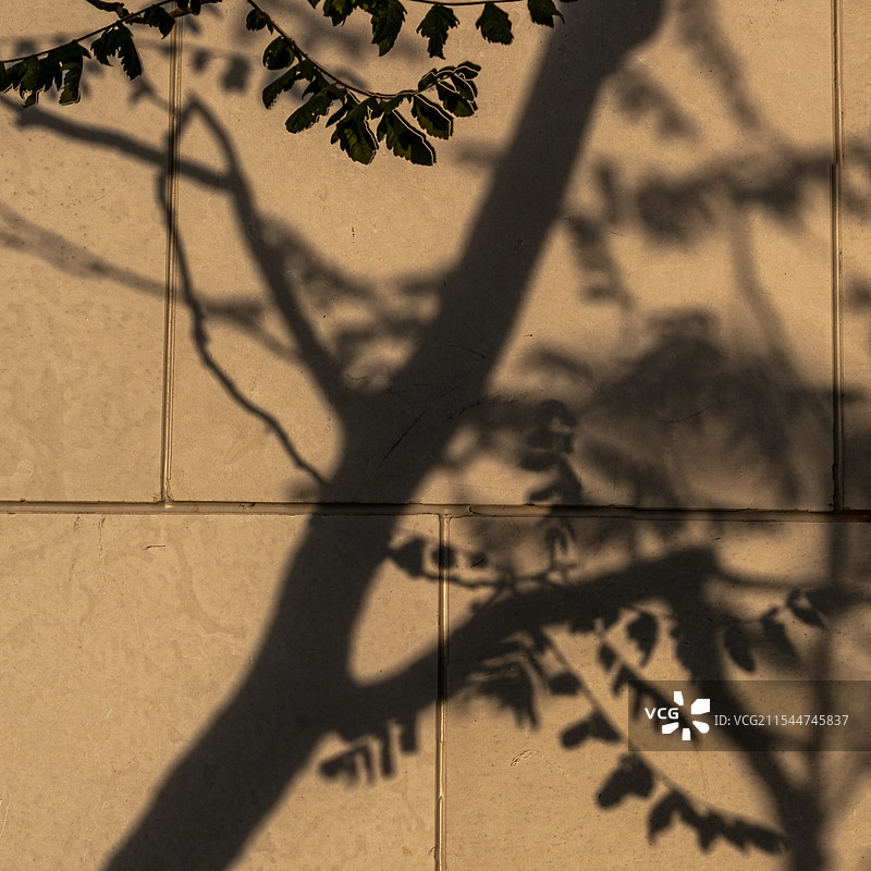 映照在墙上的影子图片素材