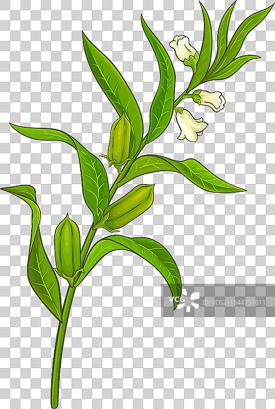 开花的芝麻枝图片素材