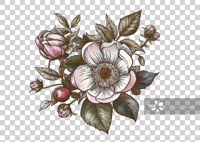 野玫瑰花和浆果的胸花图片素材