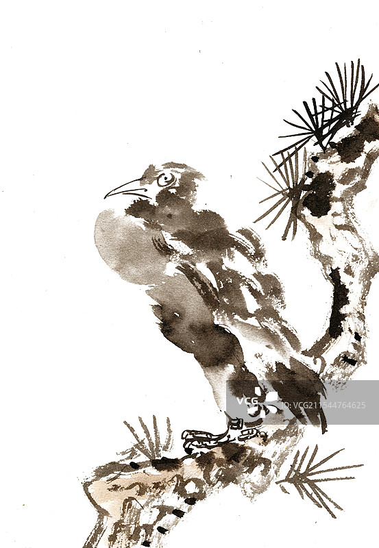 松树与鹰图片素材