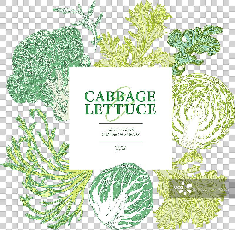 卷心菜生菜雕刻方形横幅图片素材