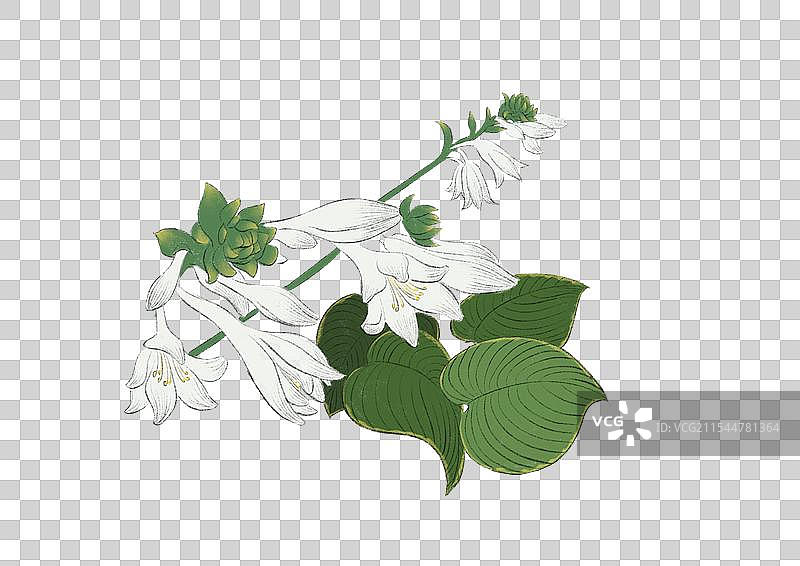 国潮风二十四节气花卉边框-处暑玉簪花图片素材