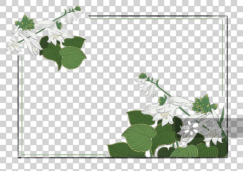 国潮风二十四节气花卉边框-处暑玉簪花图片素材