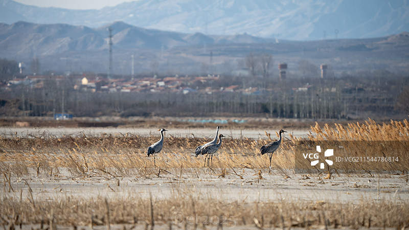 北京城市郊区的野生动物 灰鹤 与人居环境接近的鸟类图片素材