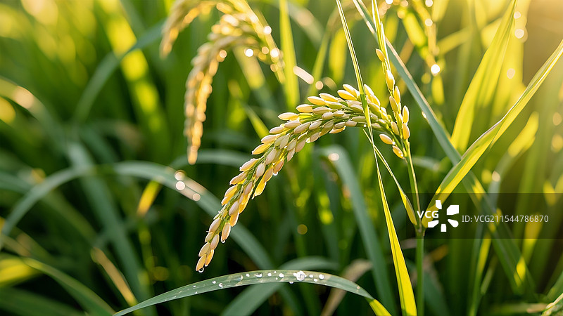 秋天丰收的稻谷特写图片素材