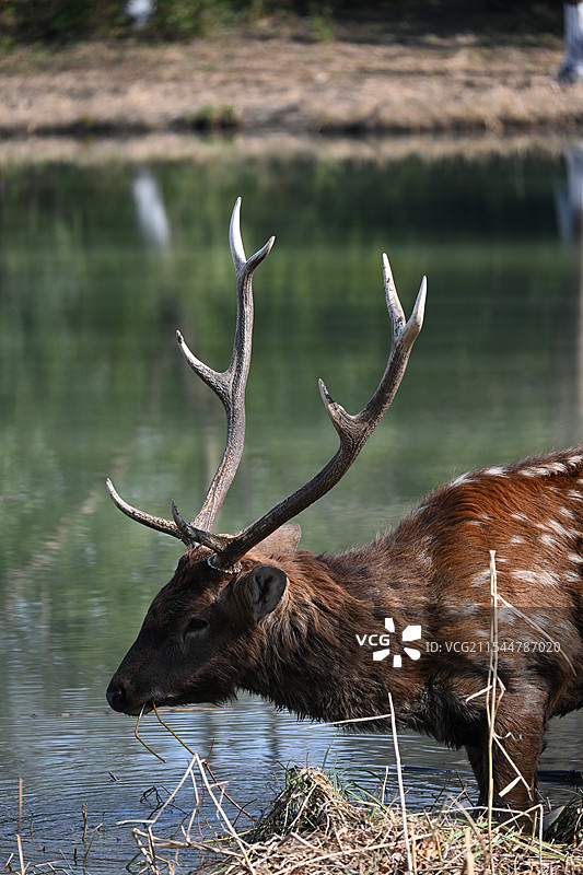 在太湖湿地水池边觅食的梅花鹿图片素材