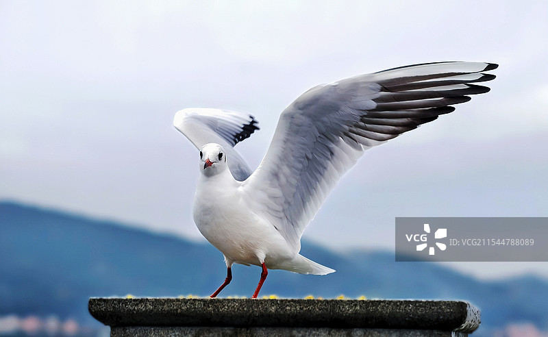 滇池边的海欧图片素材
