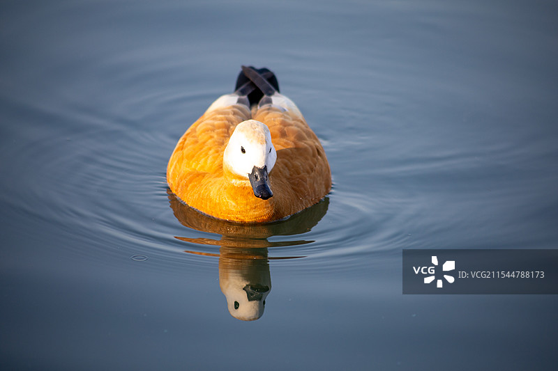 玉渊潭浅红色雌麻鸭在湖中游泳的特写镜头图片素材