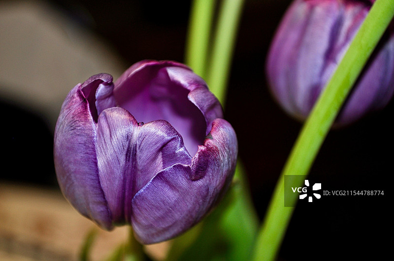 郁金香特写图片素材