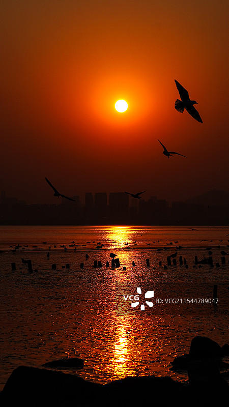 夕阳下的海鸥图片素材