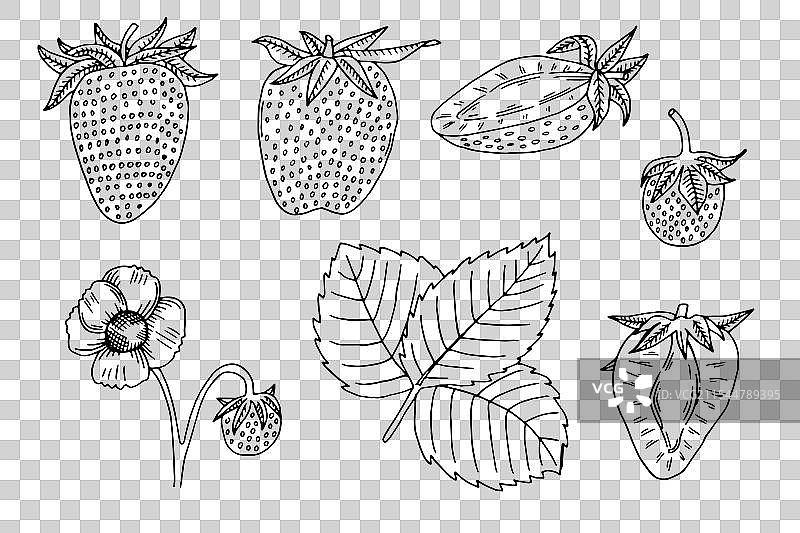 手绘草莓套装图片素材