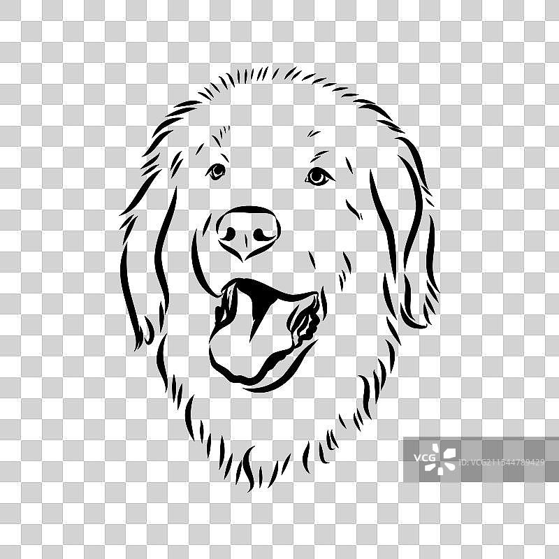 莱昂伯格犬素描图片素材