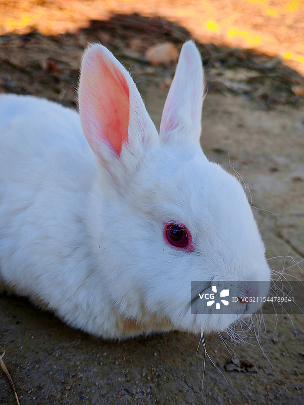 獭兔特写镜头图片素材