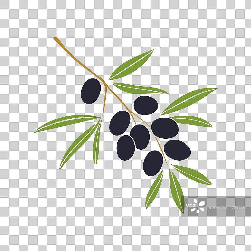 带有深色果实的橄榄枝，孤立在白色背景上图片素材