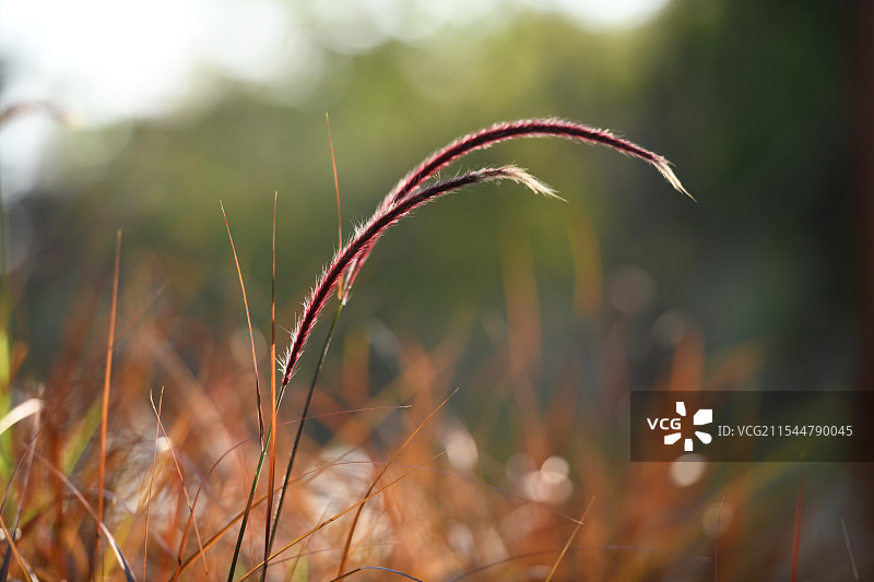 弯弯的草两根狗尾草展现了草本植物的细长之美，柔和的光线效果增添了宁静自然的氛围图片素材
