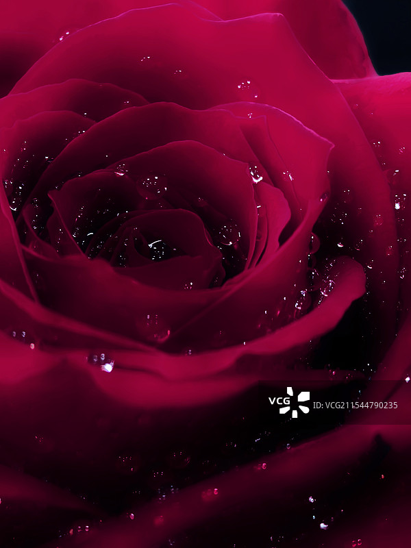 雨露玫瑰图片素材