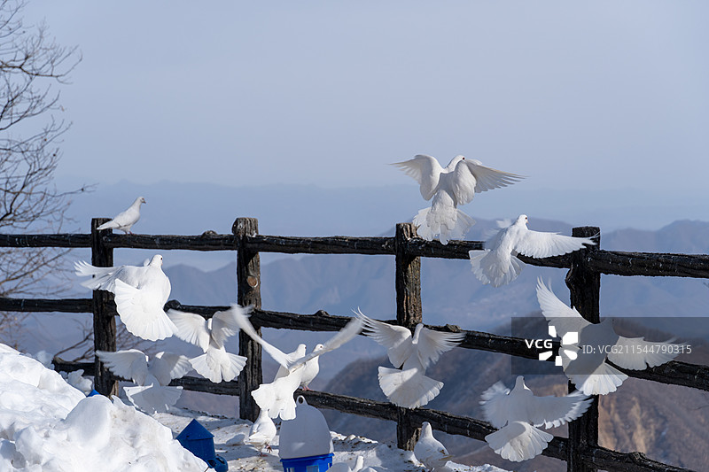 洛阳栾川珠海野生动物原和平鸽️图片素材