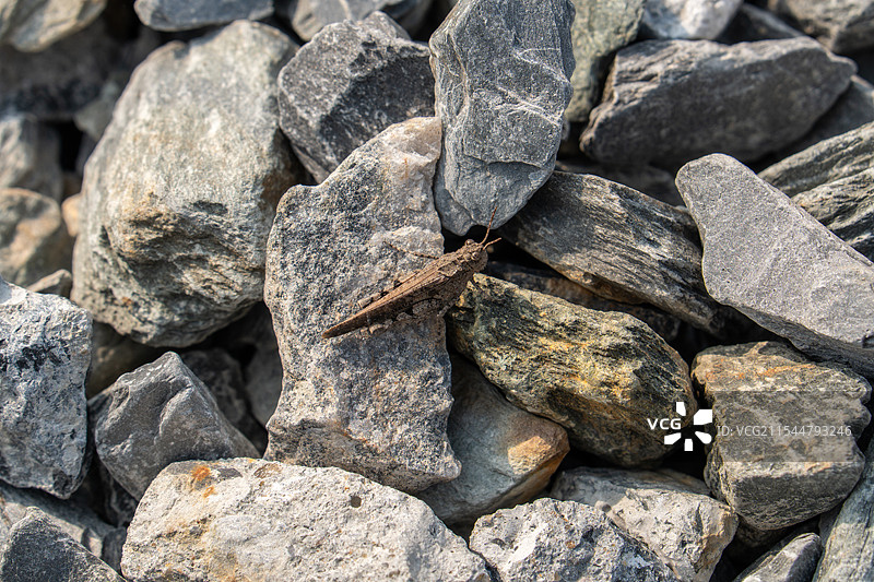 荒野石堆上的蝗虫图片素材