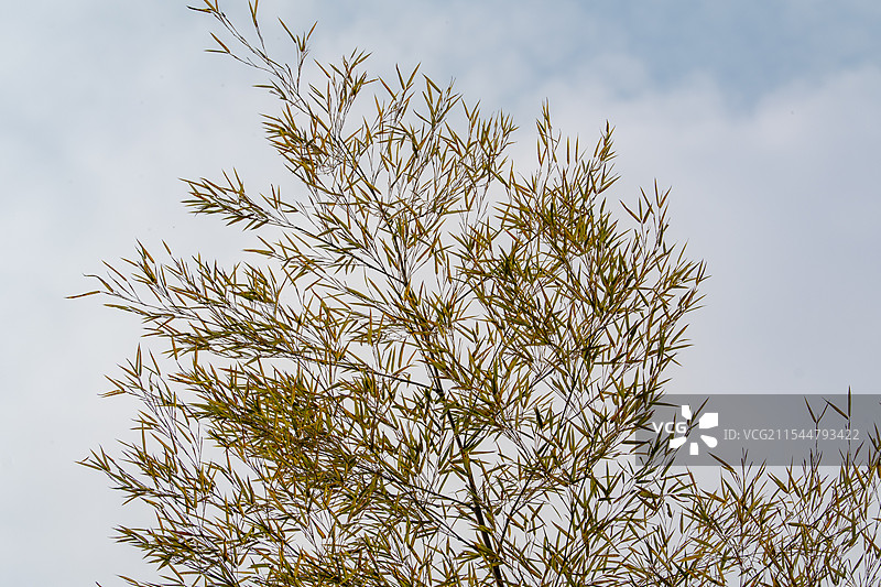 竹叶与天空图片素材