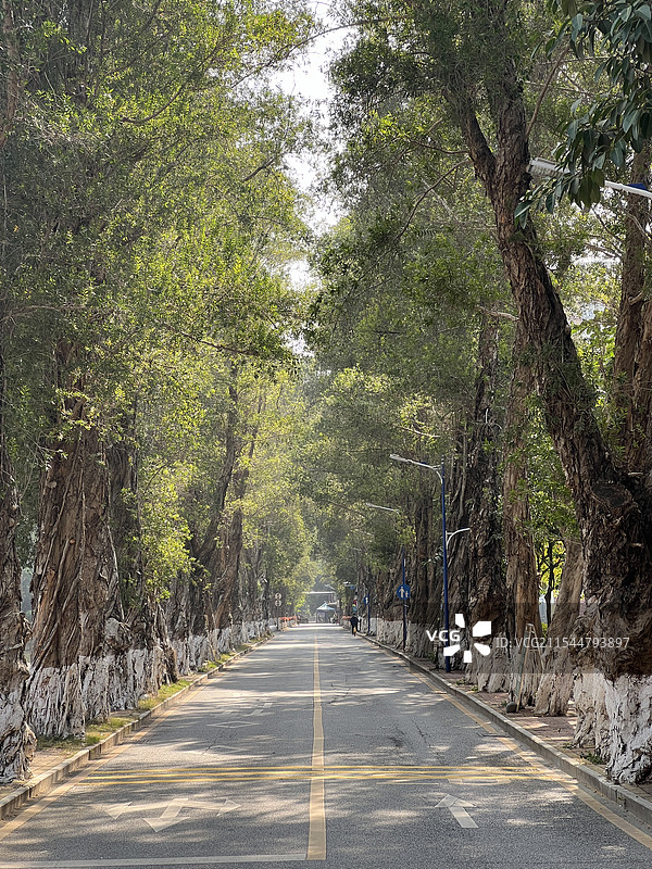广州暨南大学校园道路图片素材