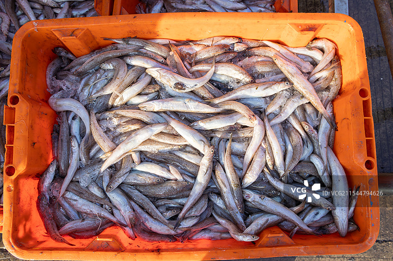 渔民出海捕鱼回来图片素材