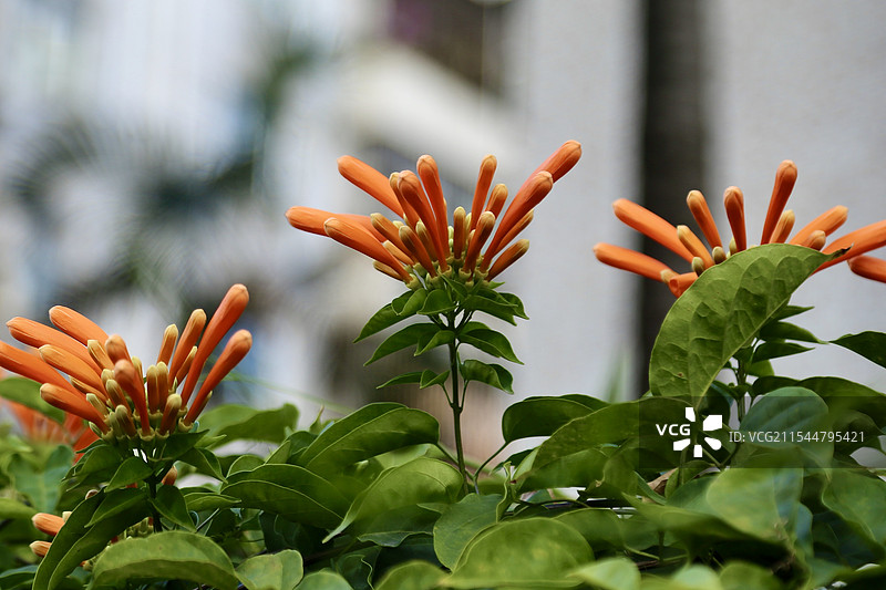 含苞欲放炮仗花图片素材