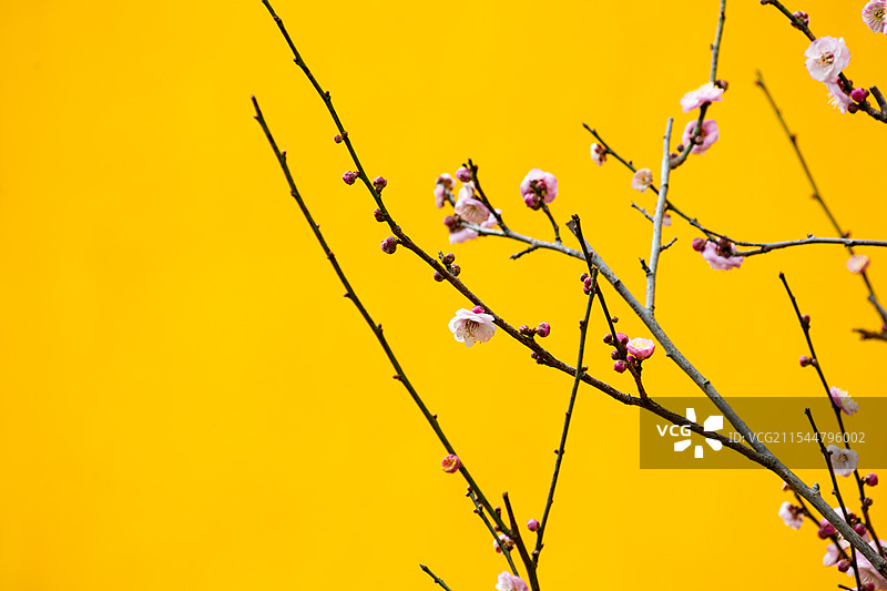 梅花红梅冬梅中式元素图片素材