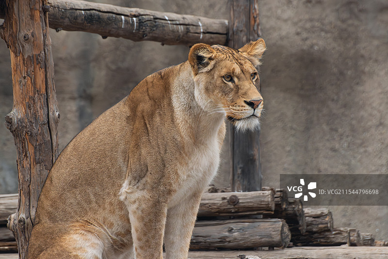 北京动物园非洲狮图片素材