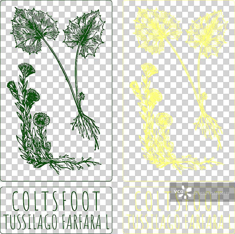 手绘的马蹄草图片素材