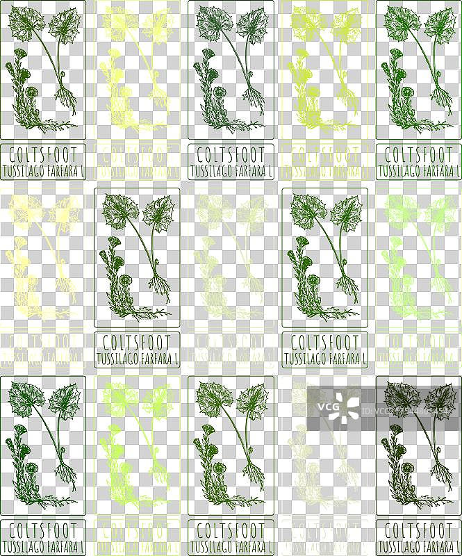 一组手绘的蒲公英花朵，色彩各异图片素材