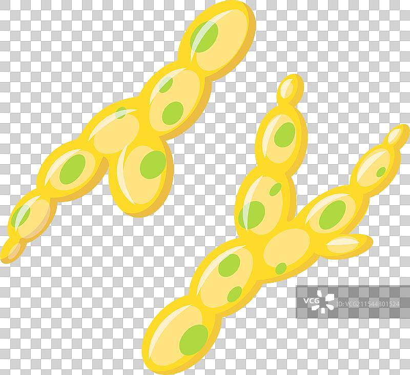 白色念珠菌引起的念珠菌病图片素材