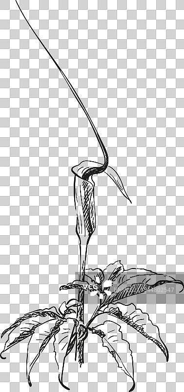 手绘的扭曲花（Arisaema tortuosum）素描图片素材