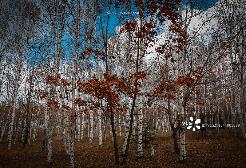 白桦林的秋天图片素材