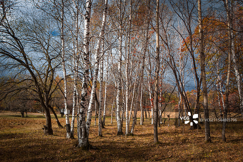 白桦林的秋天图片素材