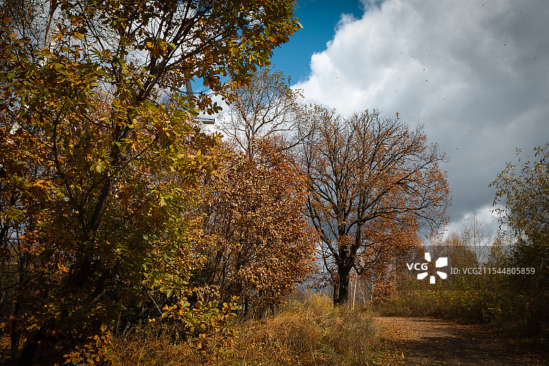 森林的秋天图片素材