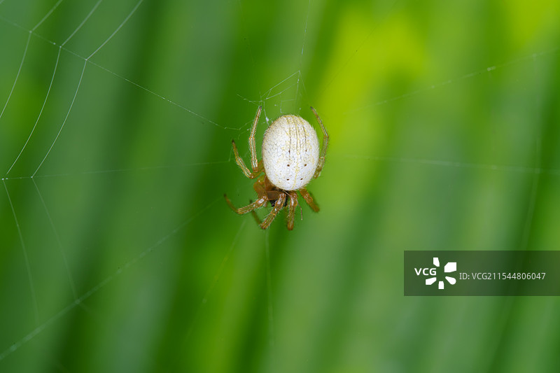 蜘蛛网中央的蜘蛛特写图片素材