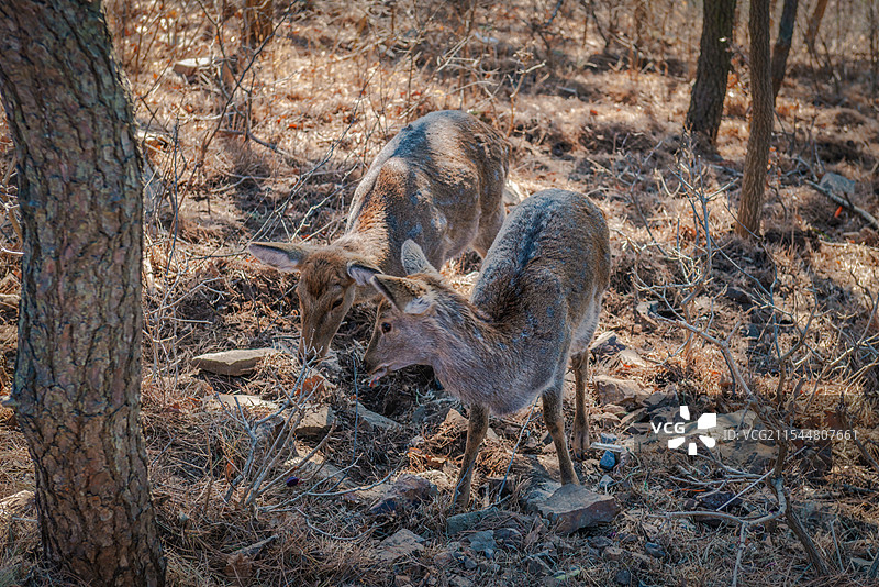 梅花鹿图片素材